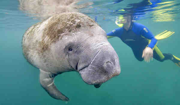 manatee